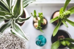 Growing Basil In Pots