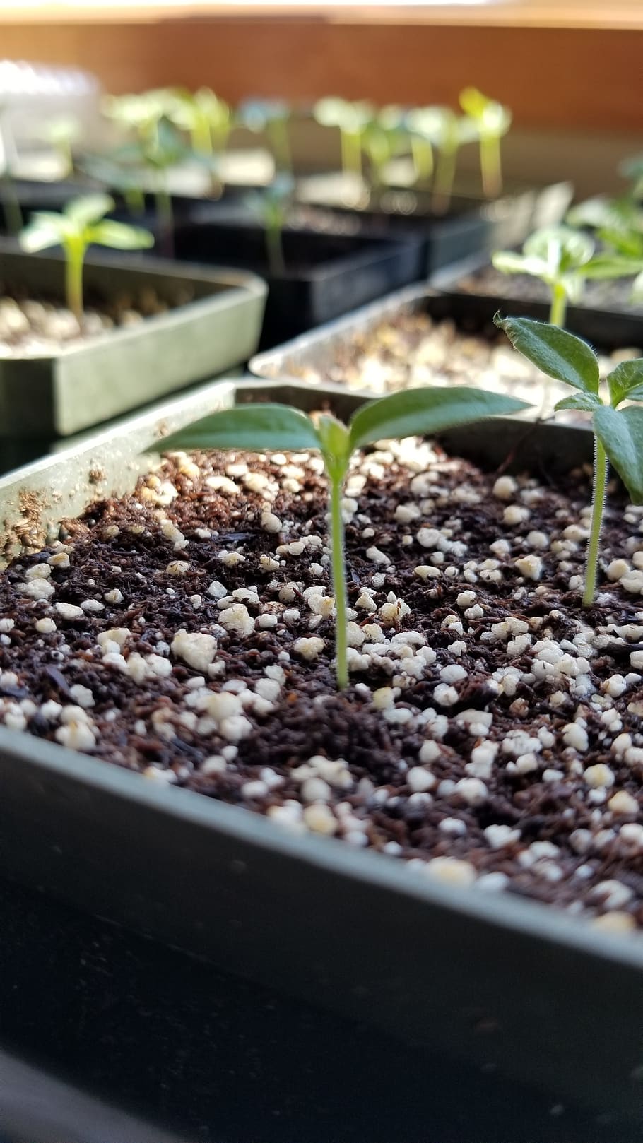 Growing Peppers Indoors – Guidelines & Tips