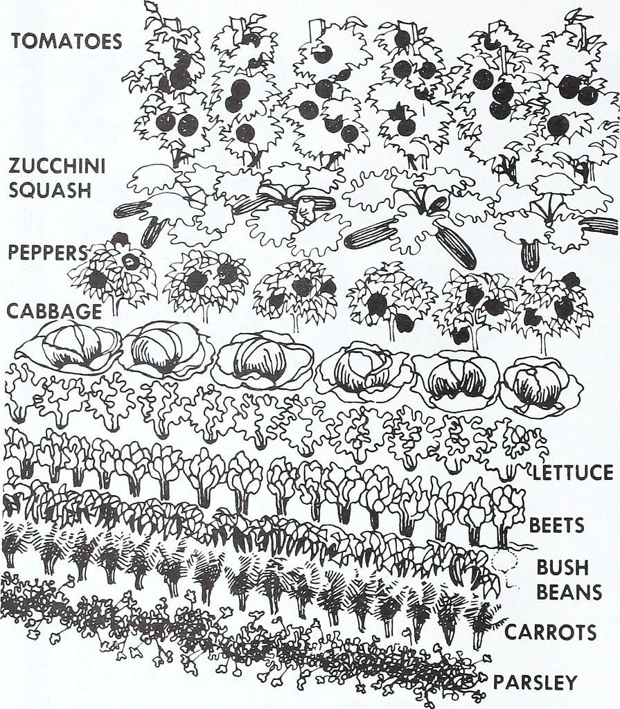 Growing Peppers Indoors – Guidelines & Tips