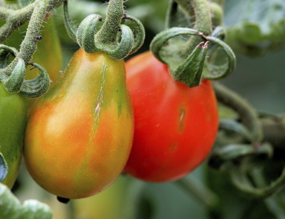 Growing Peppers Indoors – Guidelines & Tips