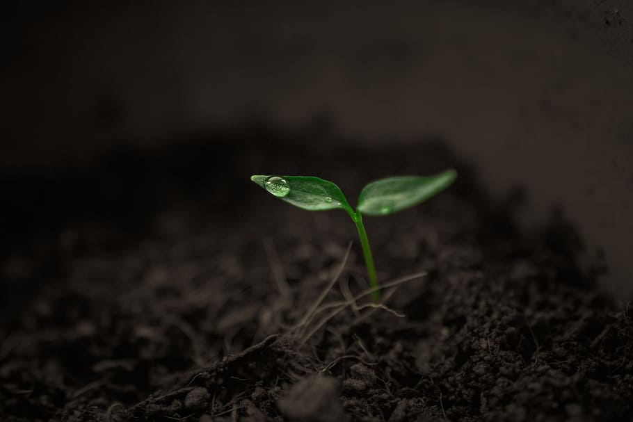 Growing Peppers Indoors – Guidelines & Tips