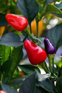 Growing Peppers Indoors – Guidelines & Tips