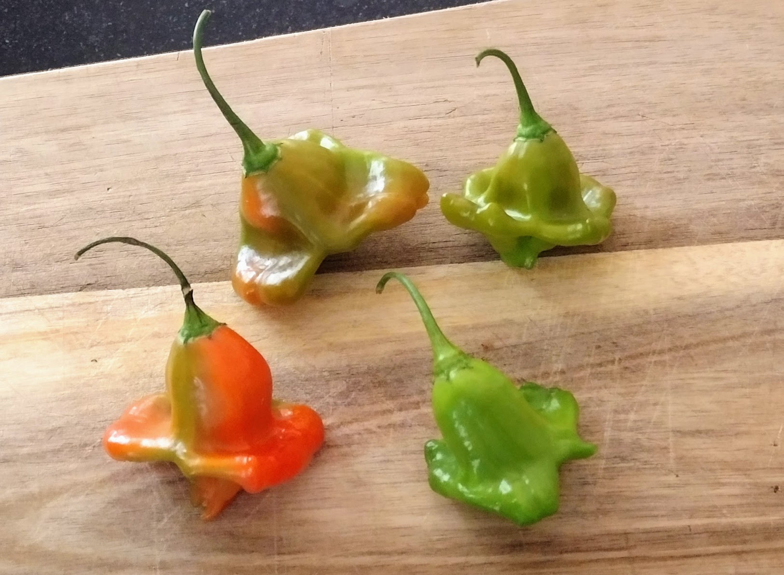 Growing Peppers Indoors – Guidelines & Tips