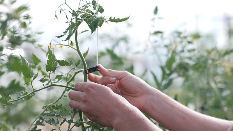 Growing Peppers Indoors – Guidelines & Tips