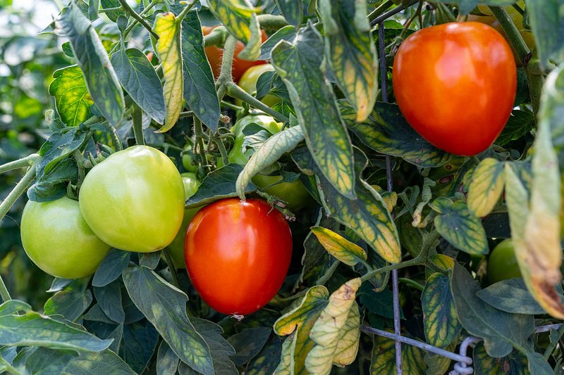 Growing Peppers Indoors – Guidelines & Tips